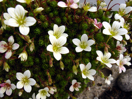 Photos Saxifraga hariotii - 