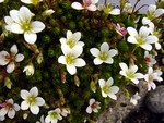 Photos Saxifraga hariotii