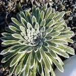 Photos Saxifraga longifolia