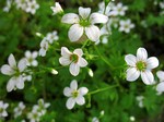 Photos Saxifraga maderensis