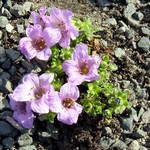 Photos Saxifraga oppositifolia