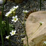 Photos Saxifraga paniculata