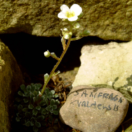 Photos Saxifraga valdensis - 
