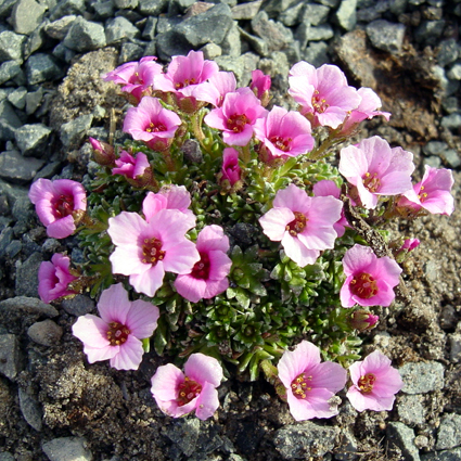 Photos Saxifraga burseriana - 