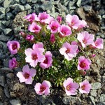 Photos Saxifraga burseriana