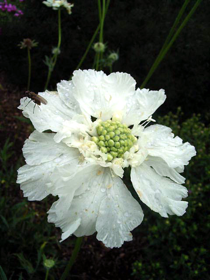 Photos Scabiosa caucasica - Caucasian pincushion flower