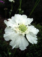 Photos Scabiosa caucasica