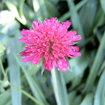 Photos Scabiosa caucasica - Caucasian pincushion flower