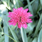 Photos Scabiosa caucasica