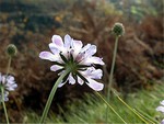 Photos Scabiosa columbaria