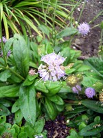 Photos Scabiosa lucida