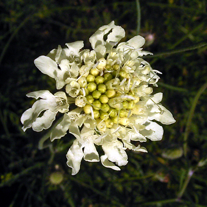 Photos Scabiosa ochroleuca - Caucasian pincushion flower
