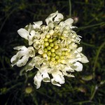 Photos Scabiosa ochroleuca
