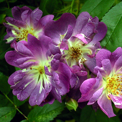 Fotos Rosa - 