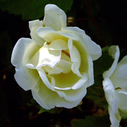 Photos Rosa - Rose
