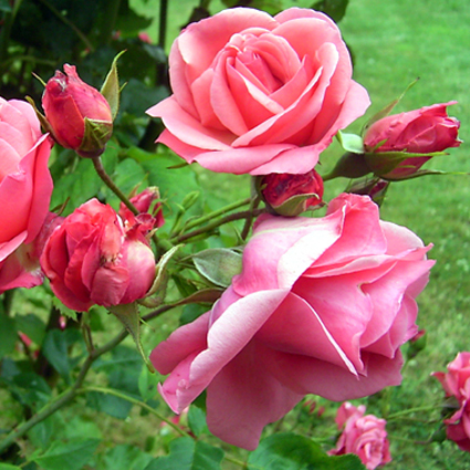 Fotos Rosa - 
