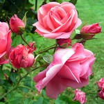 Photos Rosa