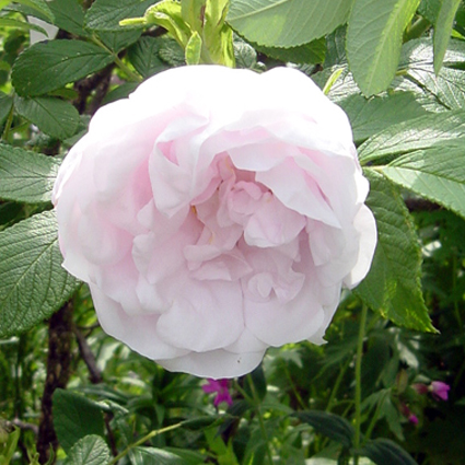 Fotos Rosa - 
