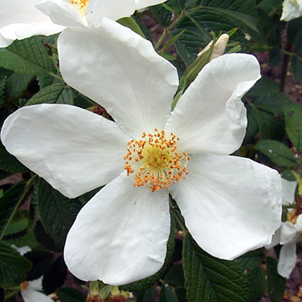 Photos Rosa - Rose