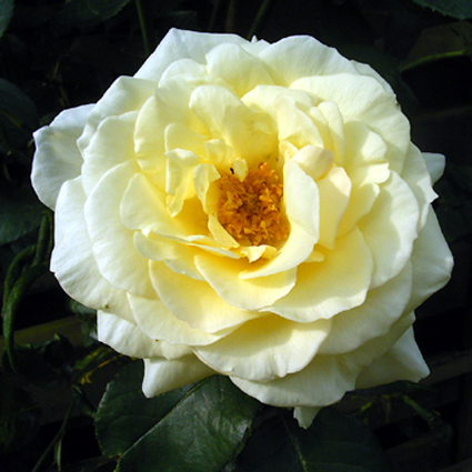 Photos Rosa - Rose