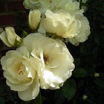 Photos Rosa