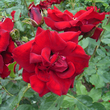 Photos Rosa - Rose