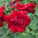 Photos Rosa