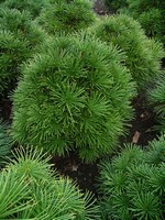 Sciadopitys verticillata - Japanische Schirmtanne