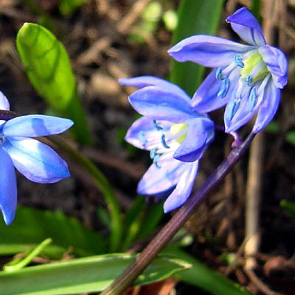 Photos Scilla bifolia - 