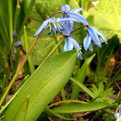 Photos Scilla siberica - Siberian squill