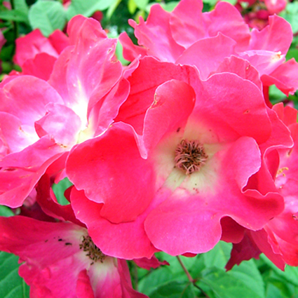 Photos Rosa - 