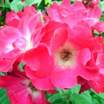 Photos Rosa