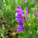 Scutellaria baicalensis - Baikal-Helmkraut