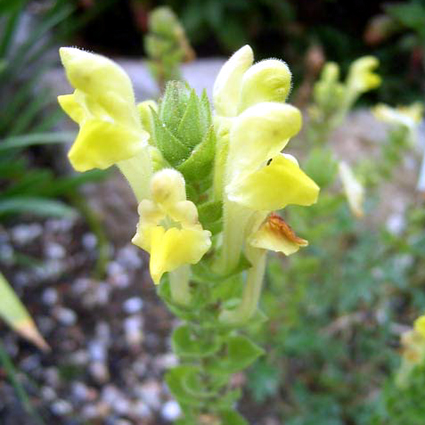 Photos Scutellaria orientalis - Skullcap