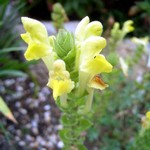 Scutellaria orientalis - Gelbes Helmkraut