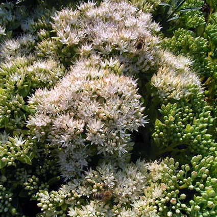 Photos Sedum erythristictum - Stonecrop