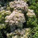 Photos Sedum alboroseum