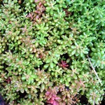 Photos Sedum album