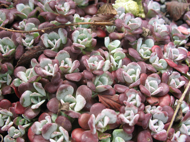 Fotos Sedum cautleoides - 