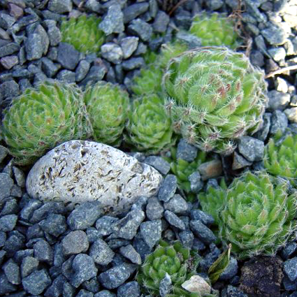Photos Sempervivum ciliosum - 
