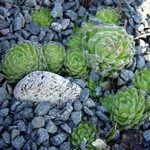 Photos Sempervivum ciliosum