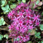 Photos Sedum ewersii
