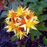 Photos Sedum floriferum