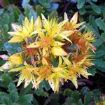 Photos Sedum floriferum