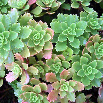 Photos Sedum hybridum - Stonecrop