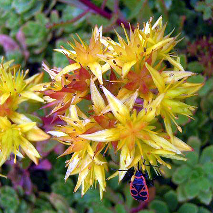 Photos Sedum hybridum - Stonecrop