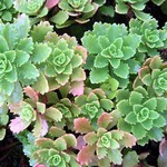 Photos Sedum hybridum