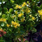 Photos Sedum kamtschaticum