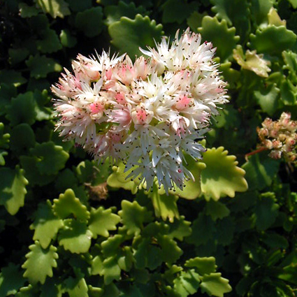 Photos Sedum populifolium - Stonecrop