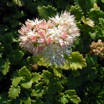 Photos Sedum populifolium
